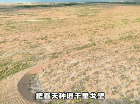 武汉大学生喜提梭梭树主理人身份春天给武汉的请柬 武汉大学生喜提梭梭树主理人！参与