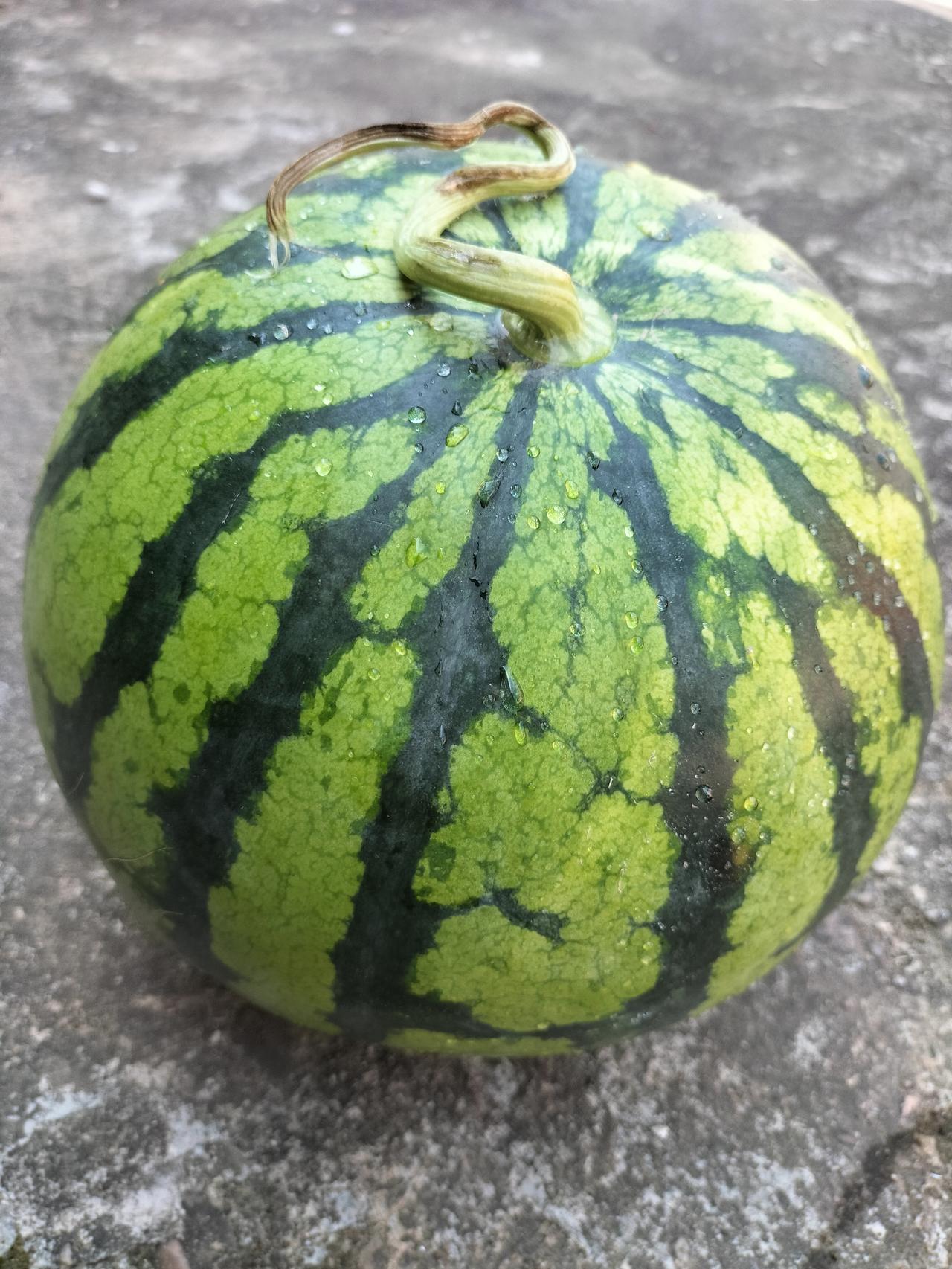 我儿子跟他爸爸的过端午节，前夫还算有点良心，端午节过完，就买了一个又圆又大的西瓜