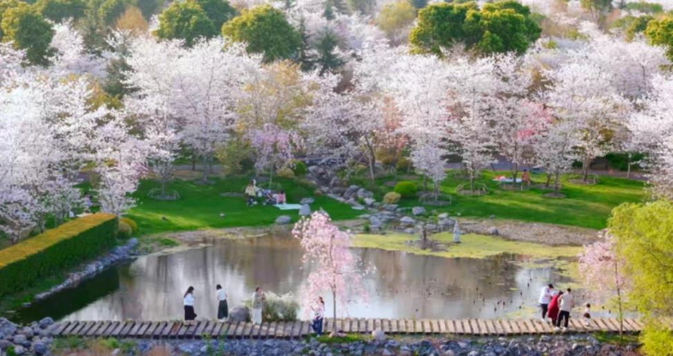 周末宅家太无聊？荆州十二时辰如花令解锁浅山江陵花海畅游攻略
荆州的春天都把花海铺