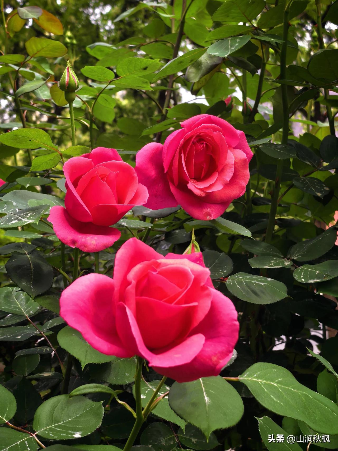以花为友，请交换一张你相册里的花花草草吧[作揖][作揖][作揖]