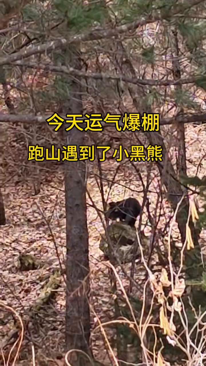 今天运气爆棚，跑山遇到了小黑熊。
