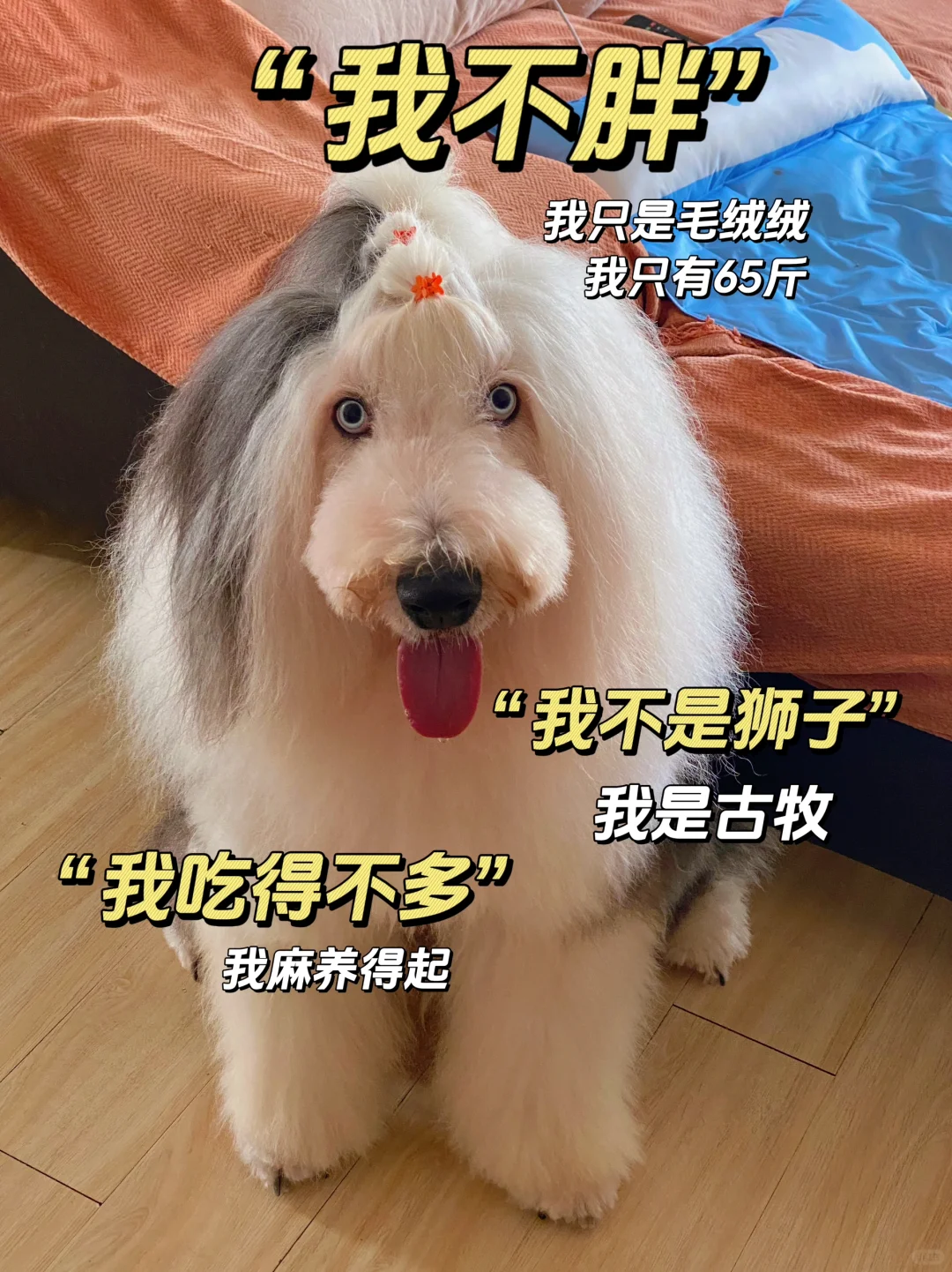 “这么胖的古牧，狗粮一个月得花1000多吧？”