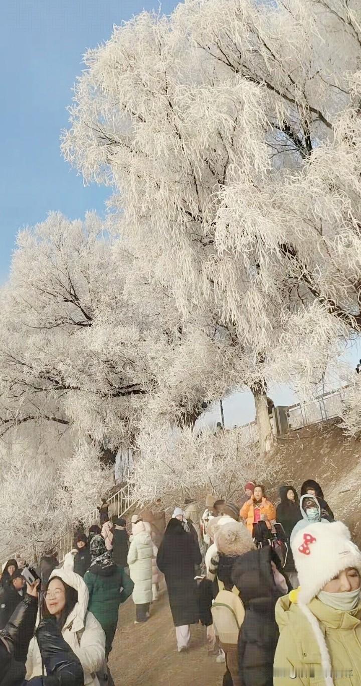 今日，吉林市小雾凇岛雾凇二颗星。
随着气温的降低，吉林市的雾凇出现的次数也越来越