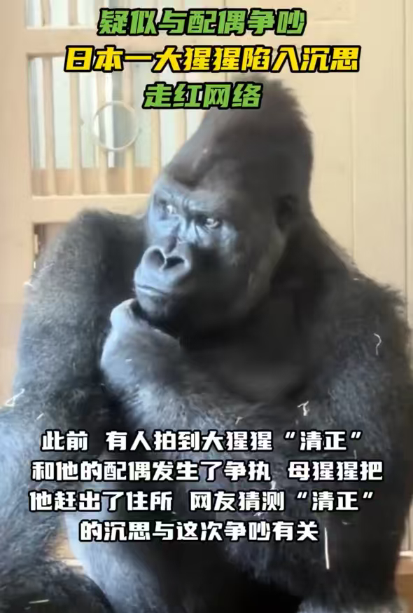 日本大猩猩与配偶争吵后沉思走红没有暴躁撒气，独自蹲坐思索心事，落寞神情直观展现和