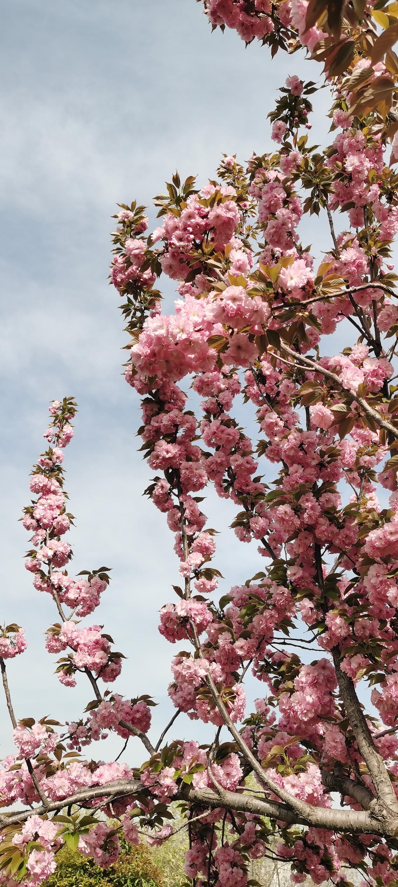 用镜头捕捉春天樱花