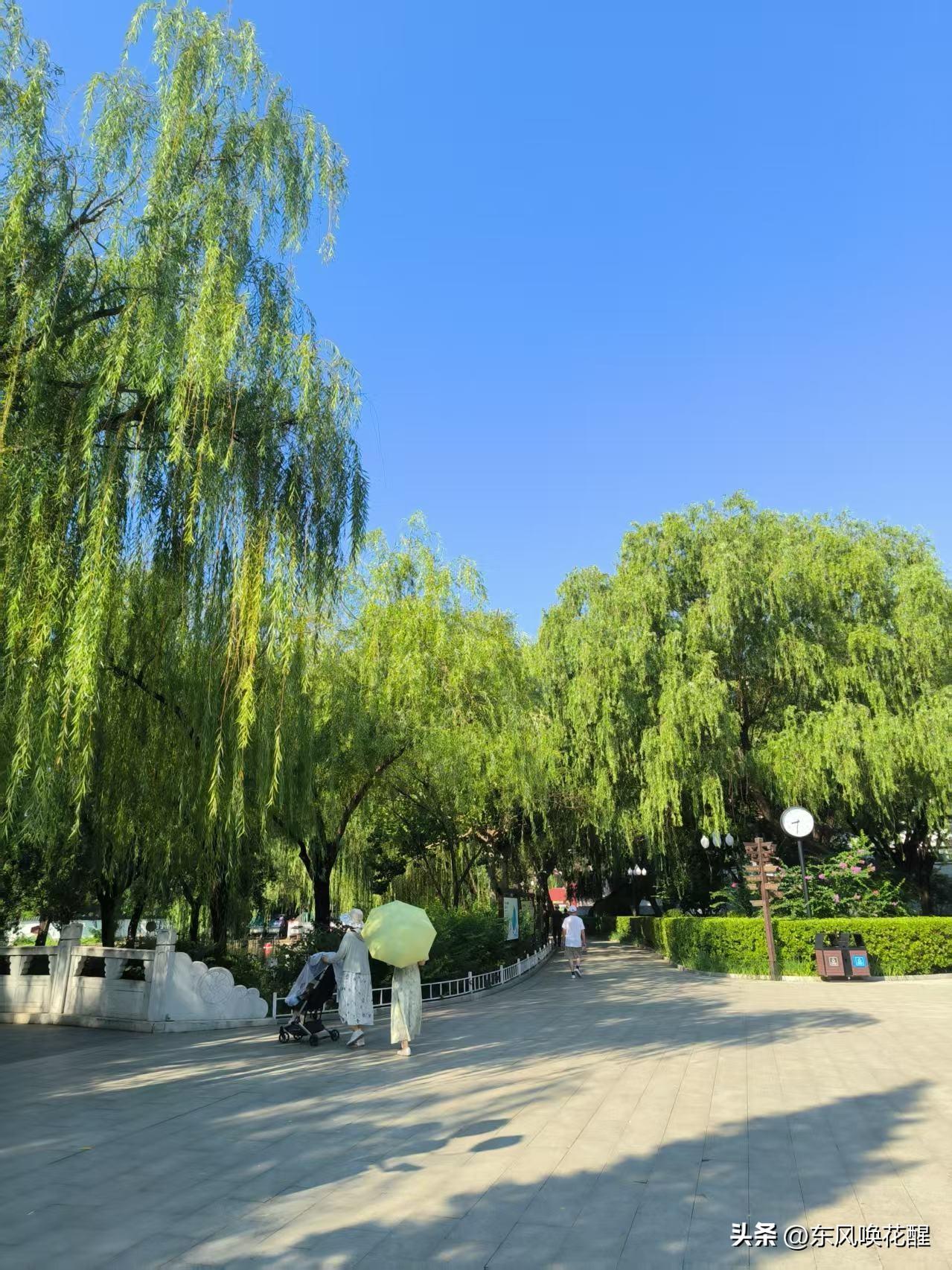 从黄色预警变橙色预警，今天37度，这天真是越来越热了！
昨天没下楼，今天早晨出去