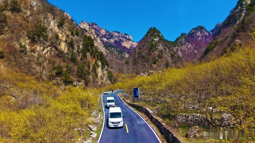 伏牛深处藏金浪，25万亩茱萸花醉西峡
 
暖春三月，豫西南伏牛山脉的寒意渐消，河