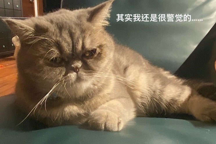 好久没发阿胧照片了，截至目前她和爬爬的关系稍微缓和些，爬爬现在採取视而不见政策，