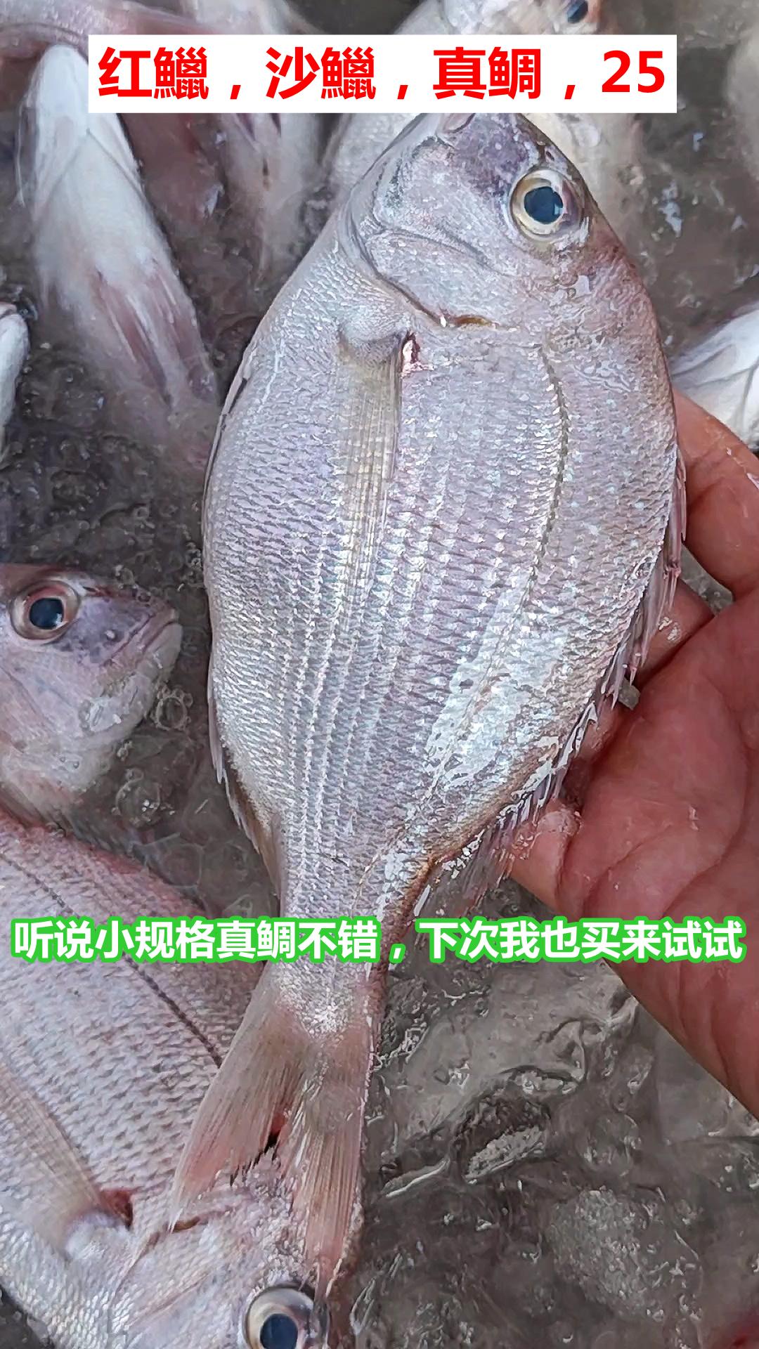 口粮海鱼8种，广州莲花山码头，珠海船货

01.红鱲，沙鱲，真鲷，25，听说小规