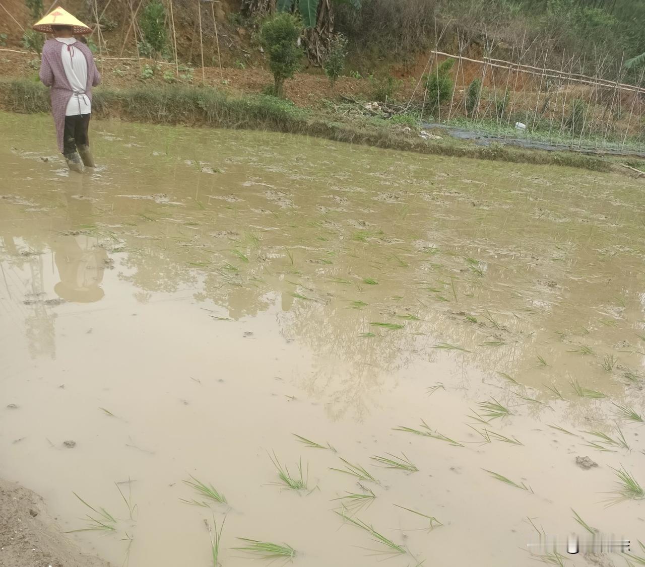 好久没回村里体验插秧了，今天特意回来试试。结果一踩进田里，腿直接软了，小时候被田