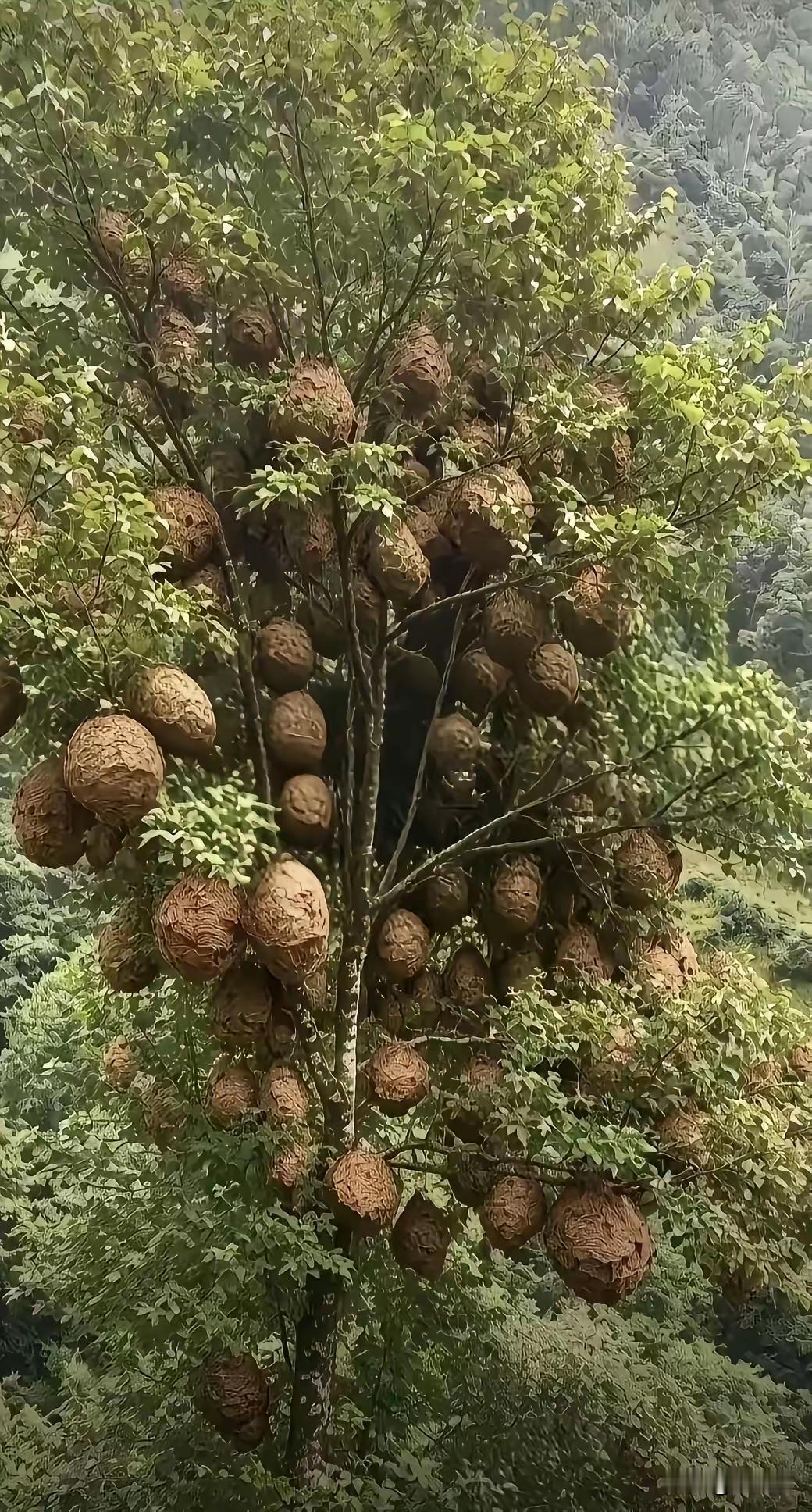 有喜欢吃榴莲的吗
免费摘榴莲！