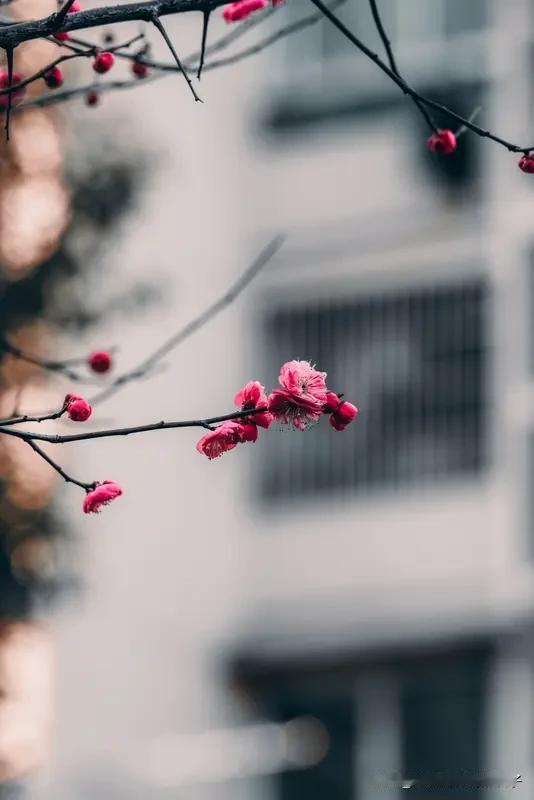 看到“梅红花映雪”这个上联，瞬间感觉画面感十足，雪中红梅娇艳欲滴，与白雪相映成趣