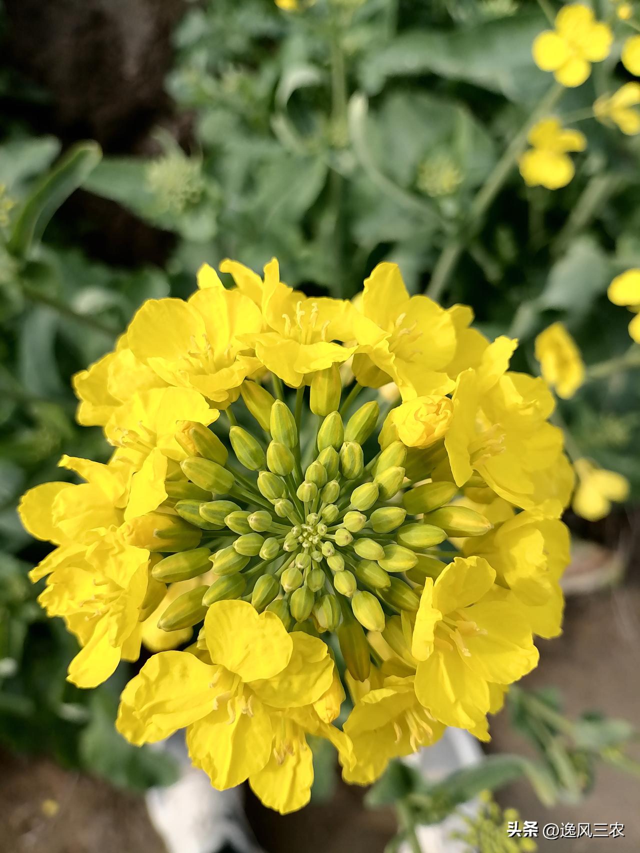 来俺这里看油菜花吧！这里油菜花没打药，但可能是天气还冷的原因吧，还没看到有蜜蜂采