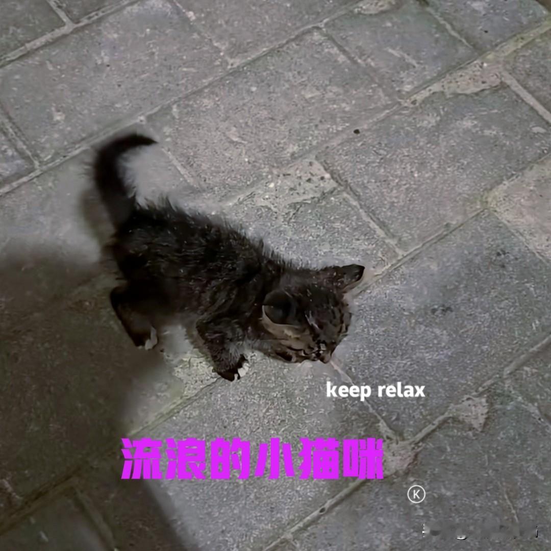 女子在下班回家的路上，遇到一只流浪的小猫，便逗了它一会儿。小猫刚满月不久，看样子
