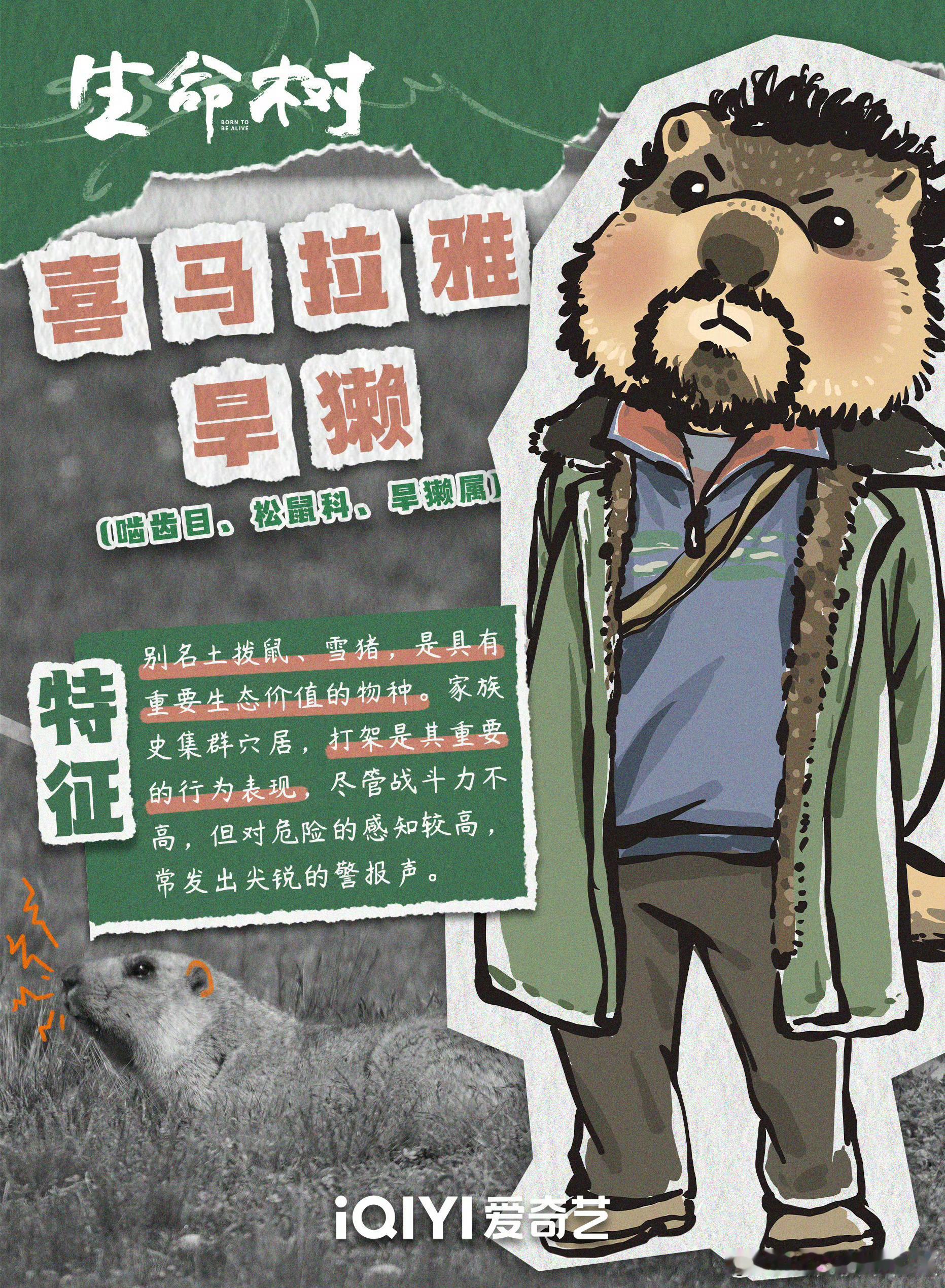 生命树全员找赛博巡山搭子破案了，多杰对应的动物是野牦牛，对不起我把它认成藏羚羊了