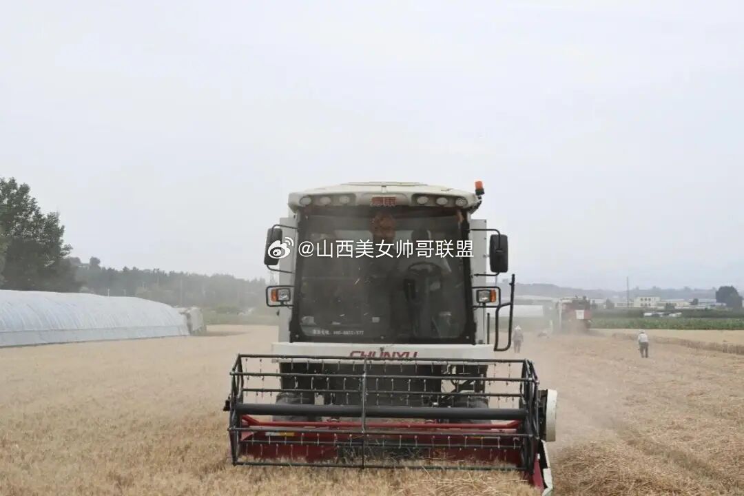 山西一地小麦连续六年亩产超800公斤  四级农技部门与山农大专家联合规范测产，基