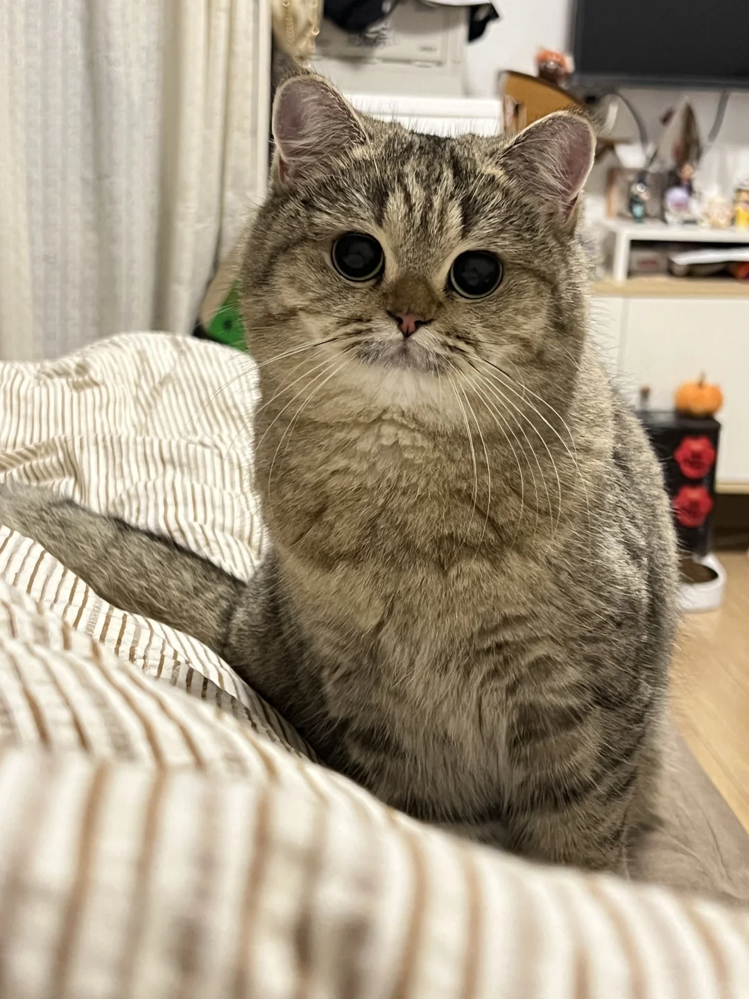 🦉神似猫头鹰