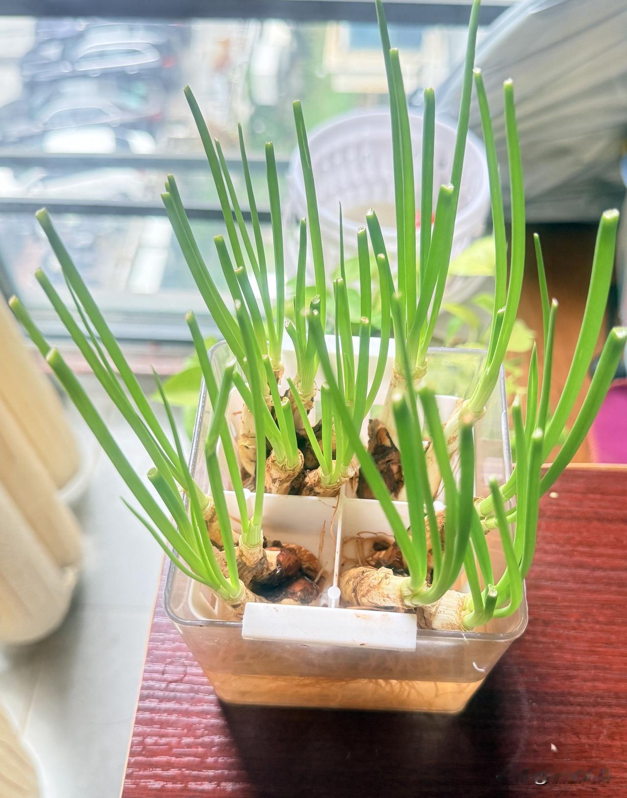 郁金香花谢花飞了
随手种上小葱，
马上就能实现小葱花自由了[捂脸][捂脸]
废弃