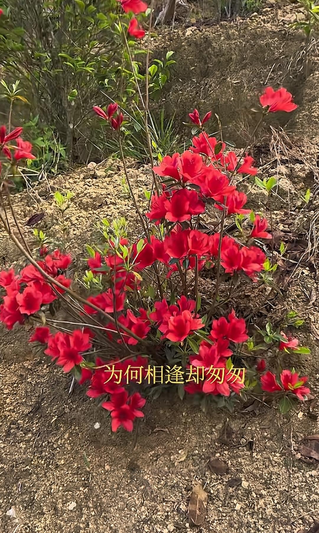 这片红花开得真艳丽！这花开的真漂亮。大家看看这是什么花？