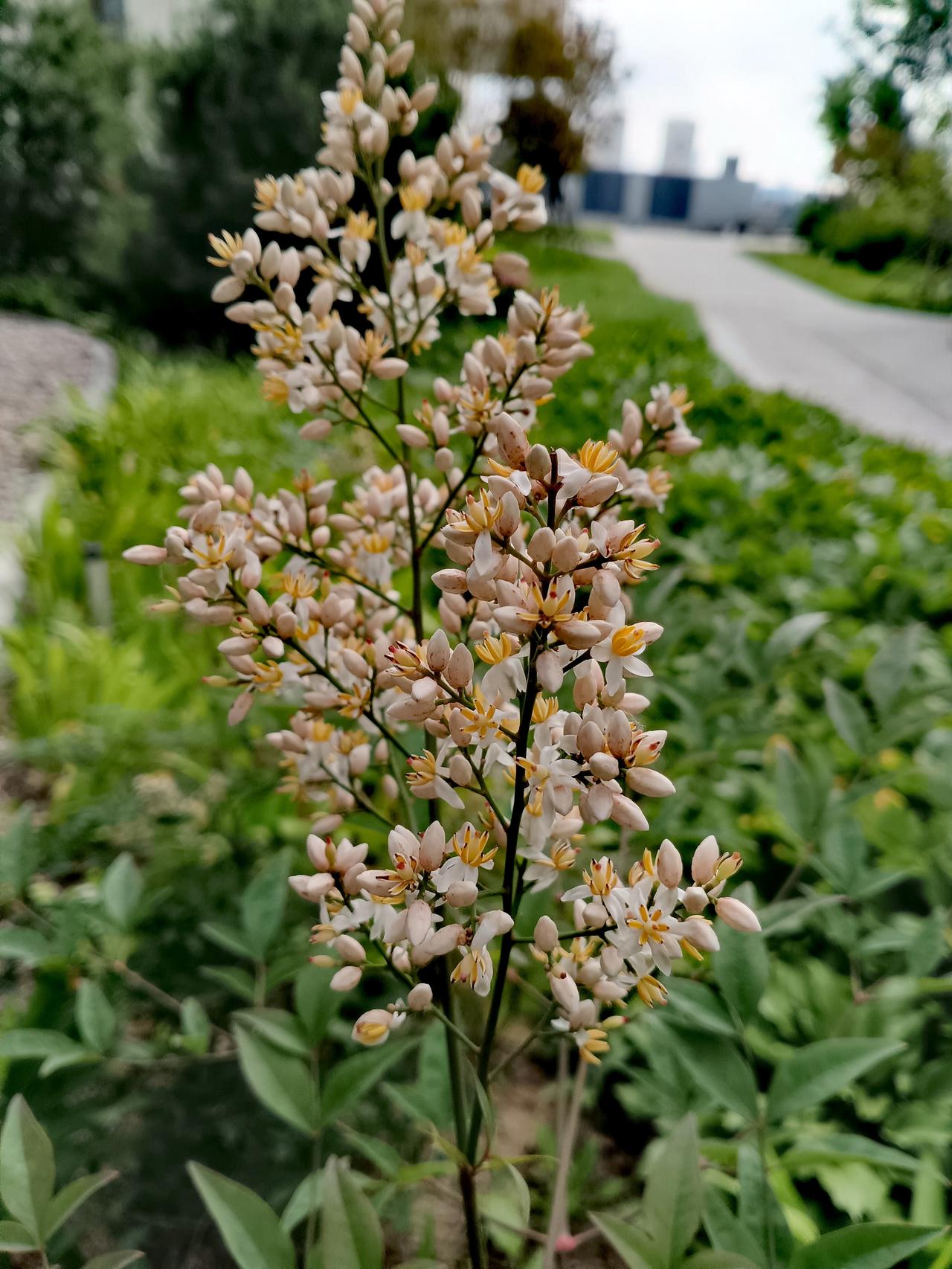 分享一张你拍的花，什么花都行南天竹缀满簇簇素白花穗，明黄花蕊清雅动人，绿荫小径相