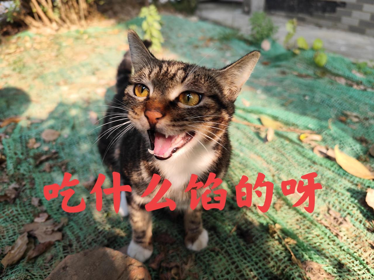 明天就冬至了
大家是吃汤圆还是吃饺子呀
吃什么馅的呀
冬至 冬至节气