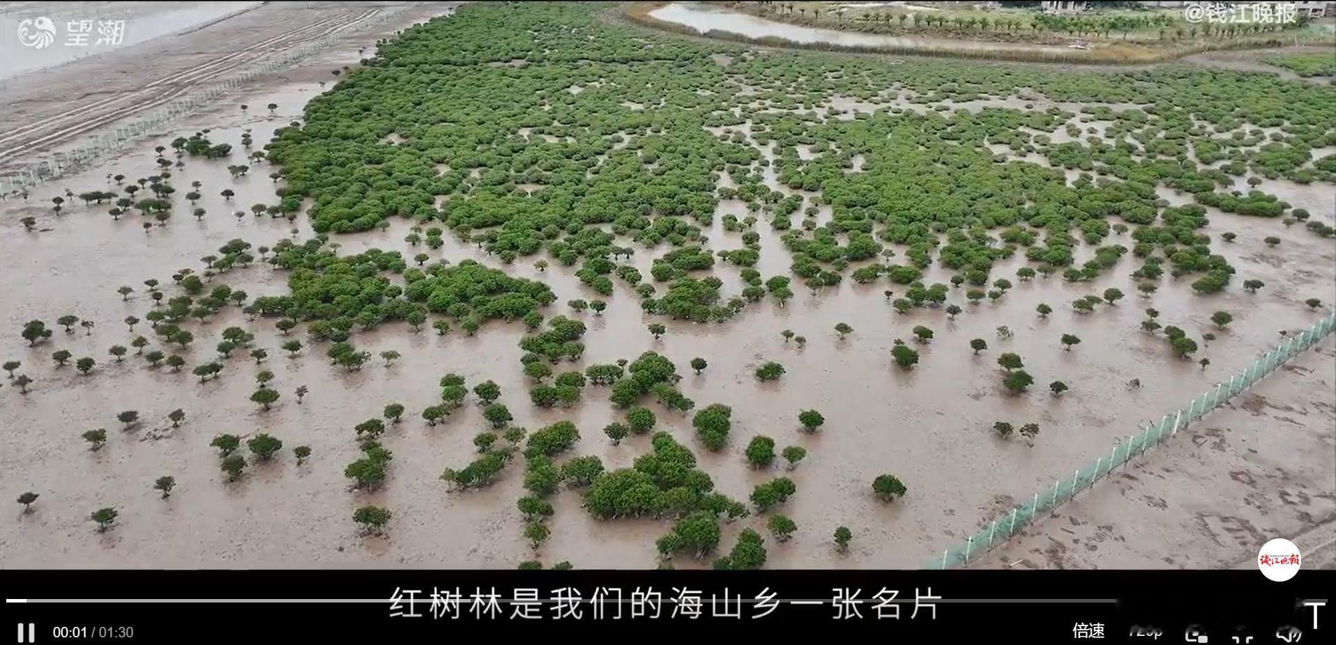 父女接力种两千亩红树林变海上绿洲向海而生，更向海而善。父女两代人用行动证明，发展
