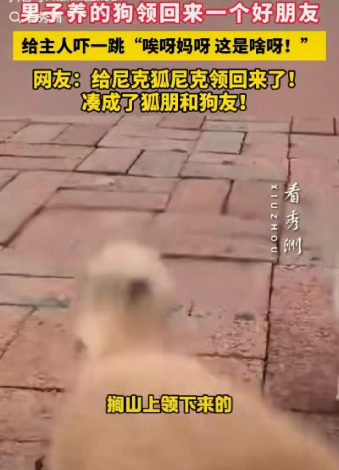 黑龙江一男子早晨起来看见自家狗不见了，喊了一声后狗子竟然跑了回来，还领回来一只狐