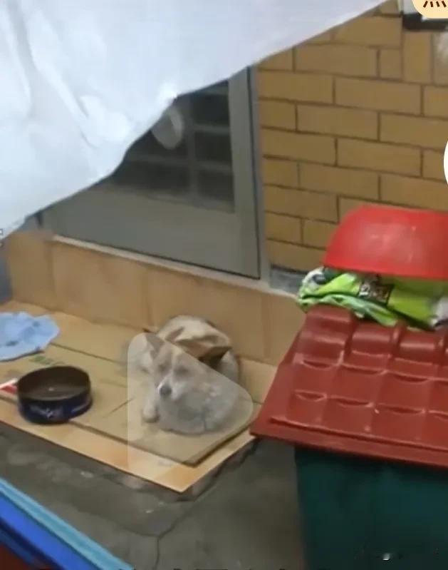 独居的老奶奶住进了养老院，之后便在养老院离世了，然而她养的狗狗对此毫不知情，每日