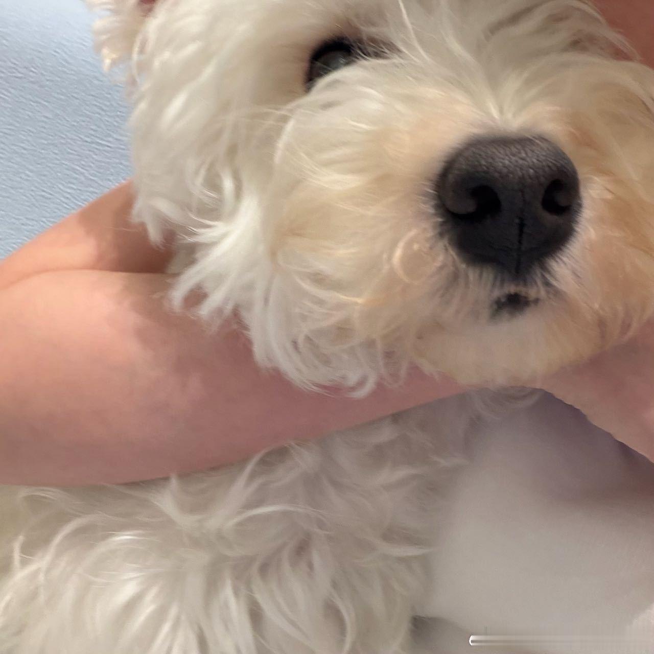 不呆 和妈妈要苹果吃的小呆🐶小呆又翻垃圾桶🗑 