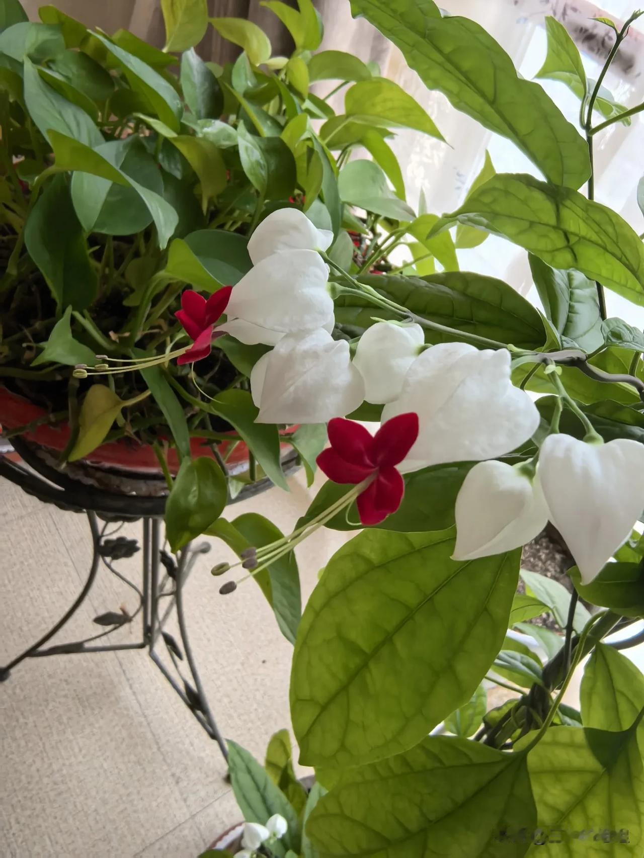 我家阳台的龙吐珠，从洁白的花苞中间吐出了鲜红鲜红的花。
虽然还只有两朵，但已经足