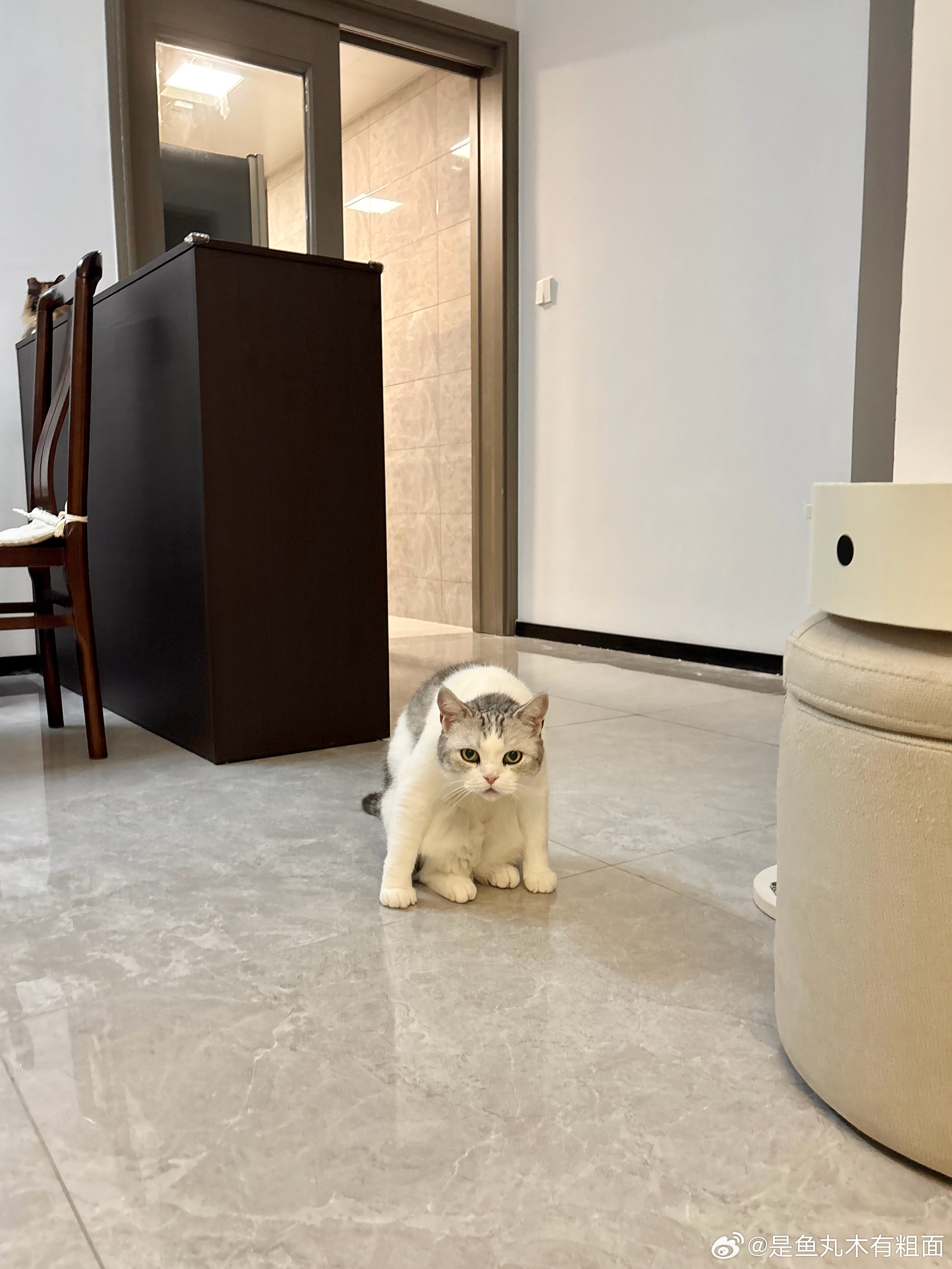 偶尔异形状态…（图里还有一只猫哦 