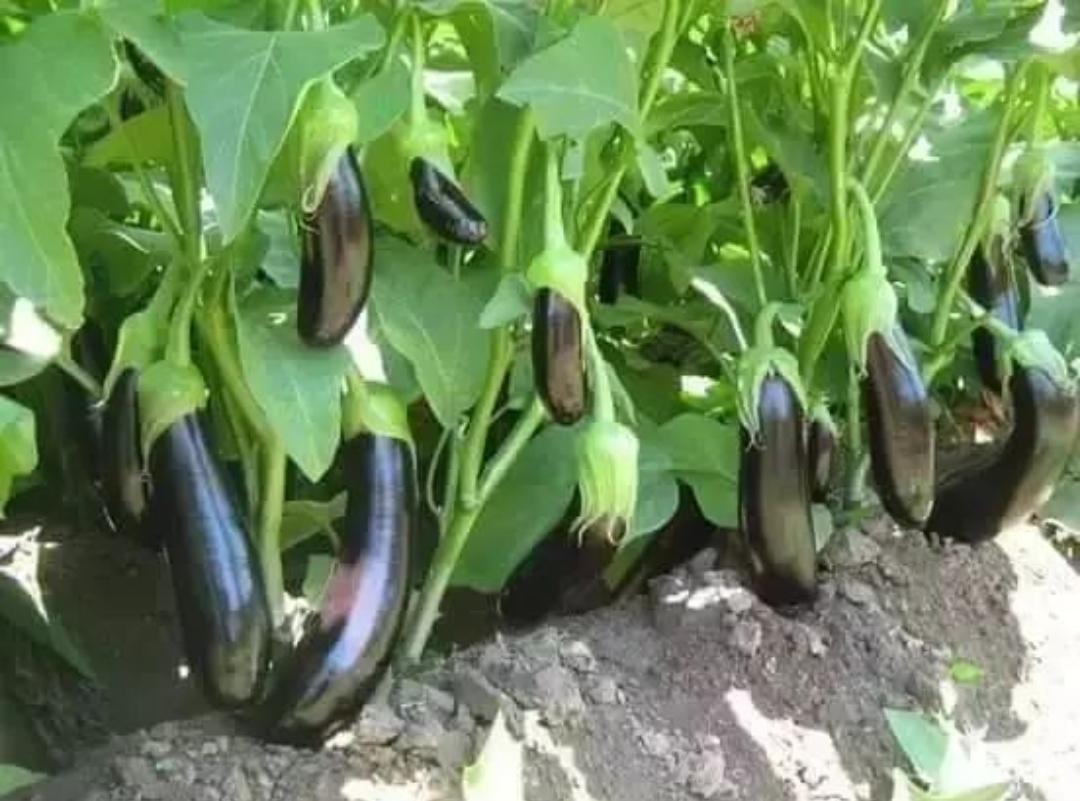 今日菜价：茄子🍆3.5元、大白菜1.4元、西红柿🍅5.5元、圆葱2.5元、胡