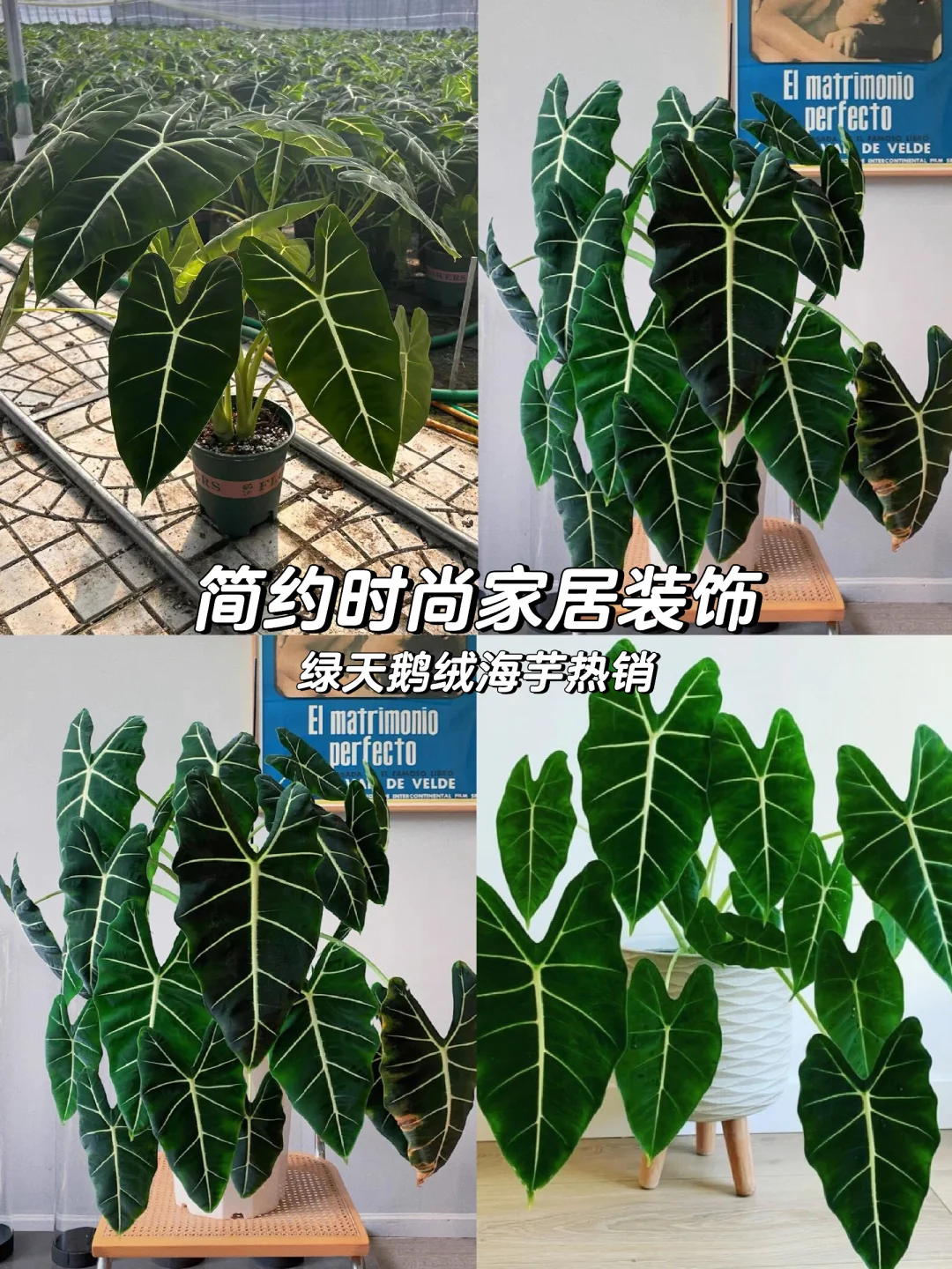 🍀增添高级感：绿天鹅绒海芋🌿