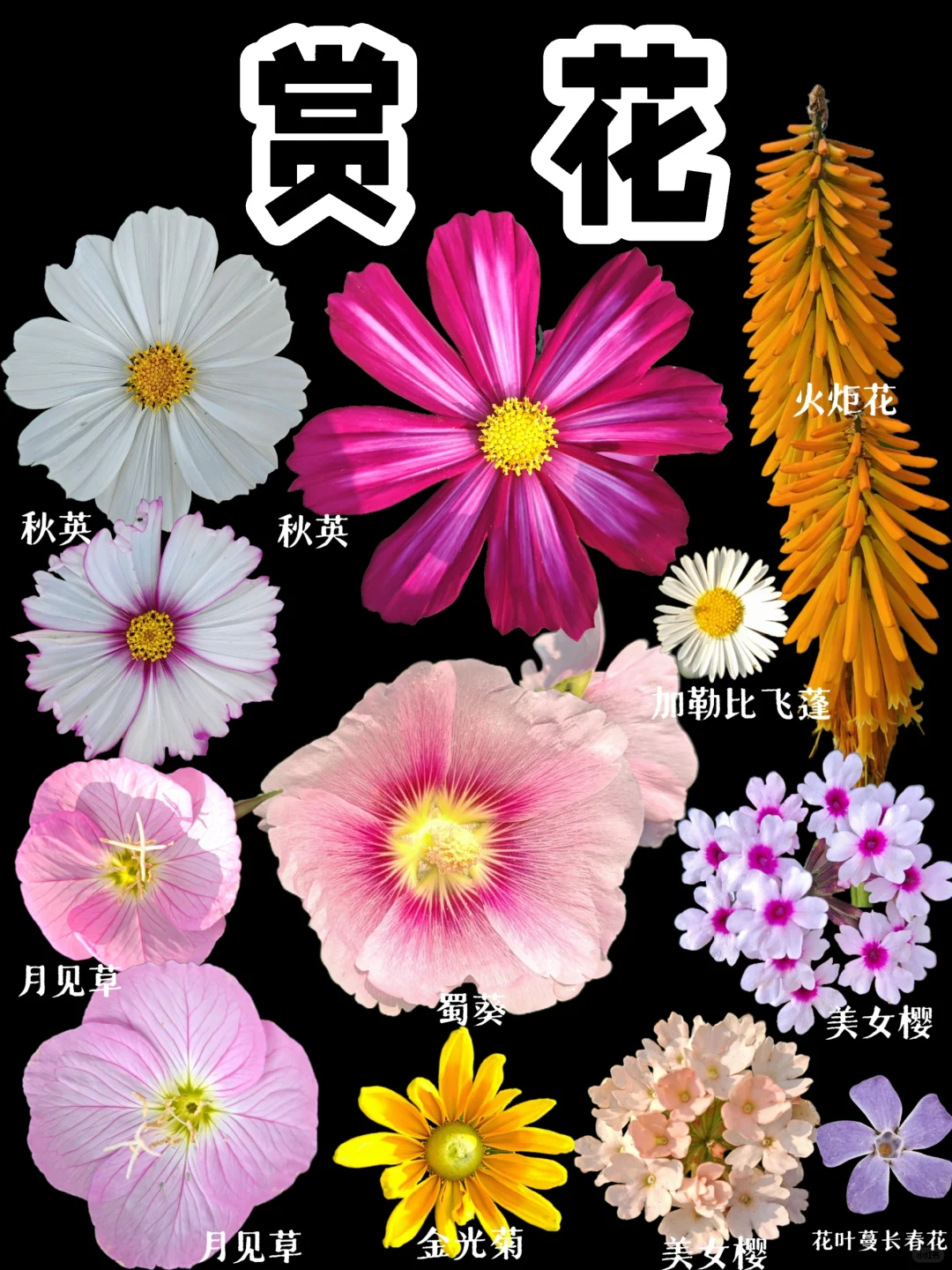 【花】高清版花花，邀请你来赏花