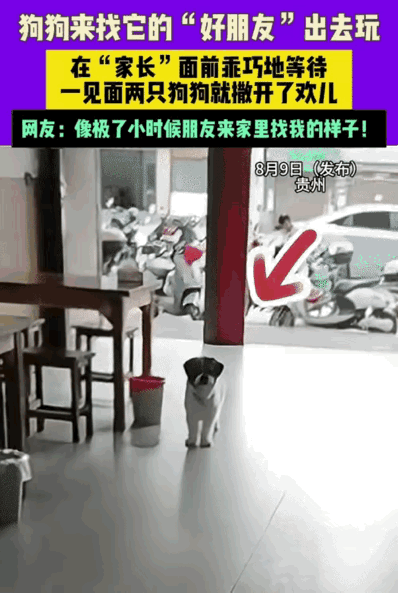 “太有灵性了！”贵州，女子看到一只狗来到家里。突然，她对楼上喊: “来福，你朋友