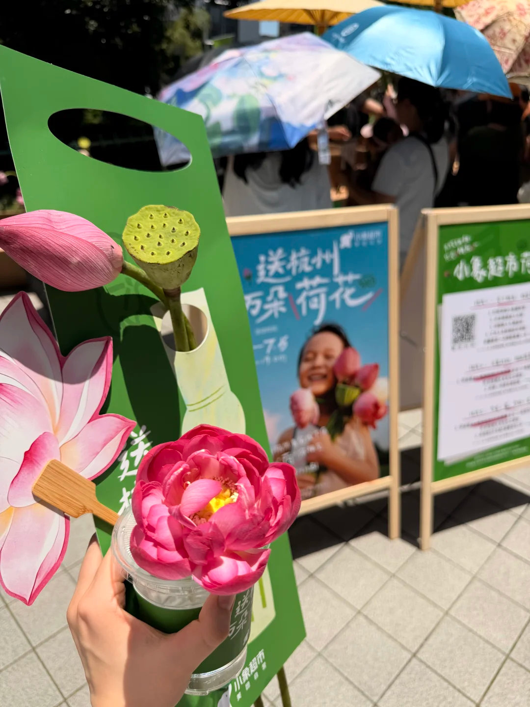 小象超市送杭州人1万朵荷花小象超市杭州 西湖负责开花，小象负责送花！小象超市杭州