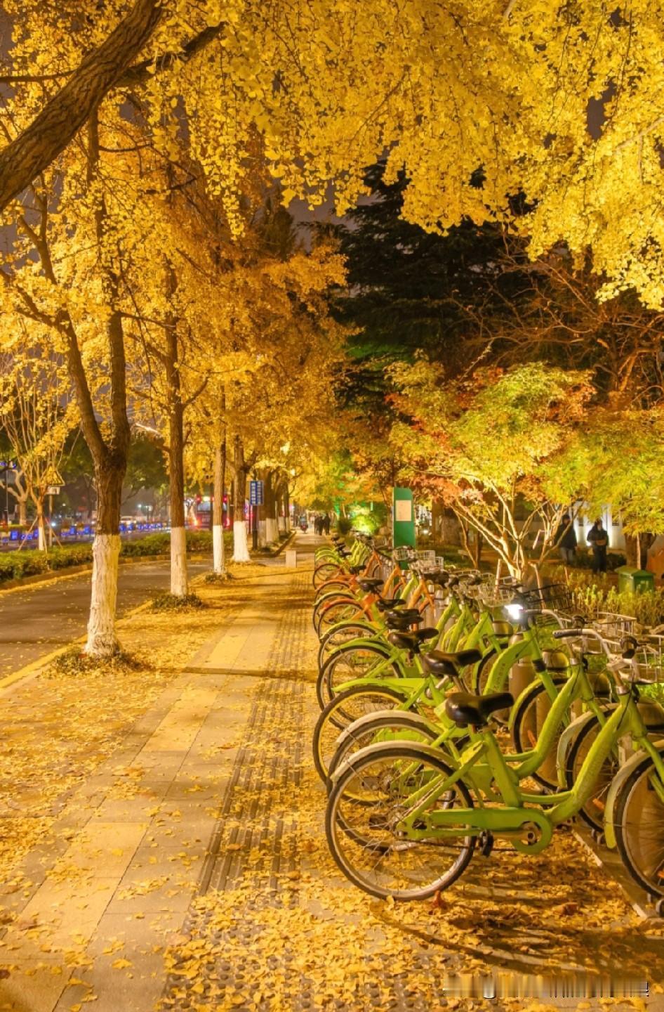 苏州的秋天，一半美在道前街的银杏里！最近路过直接被惊艳到，1.5公里的街道两旁，