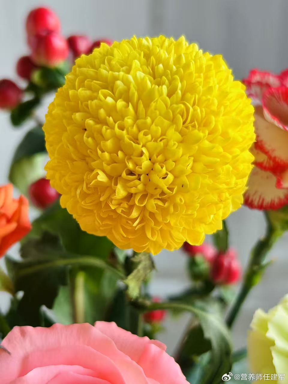 早安[超话]早安 早上好🌺🌺 ​​​