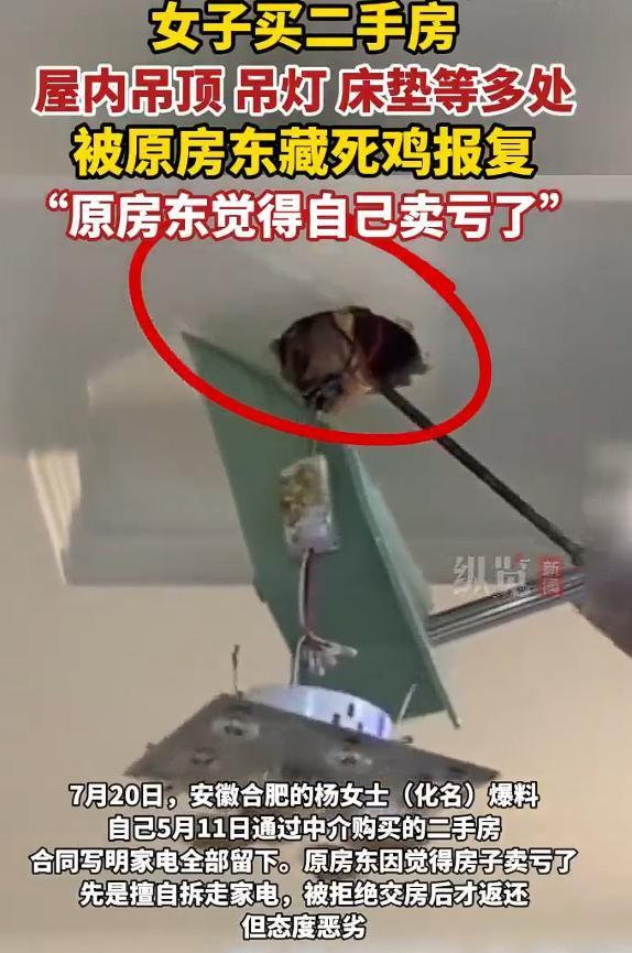 天下之大无奇不有！房东觉得房子卖亏了报复买家，吊灯背后、床垫底下等多处藏有死鸡，