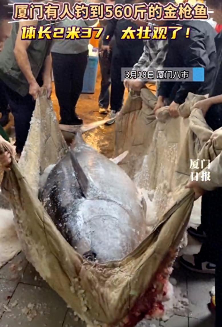 “卖亏了！”福建厦门，三人出海钓鱼时钓到了一条560的蓝鳍金枪鱼，从发现到钓上来