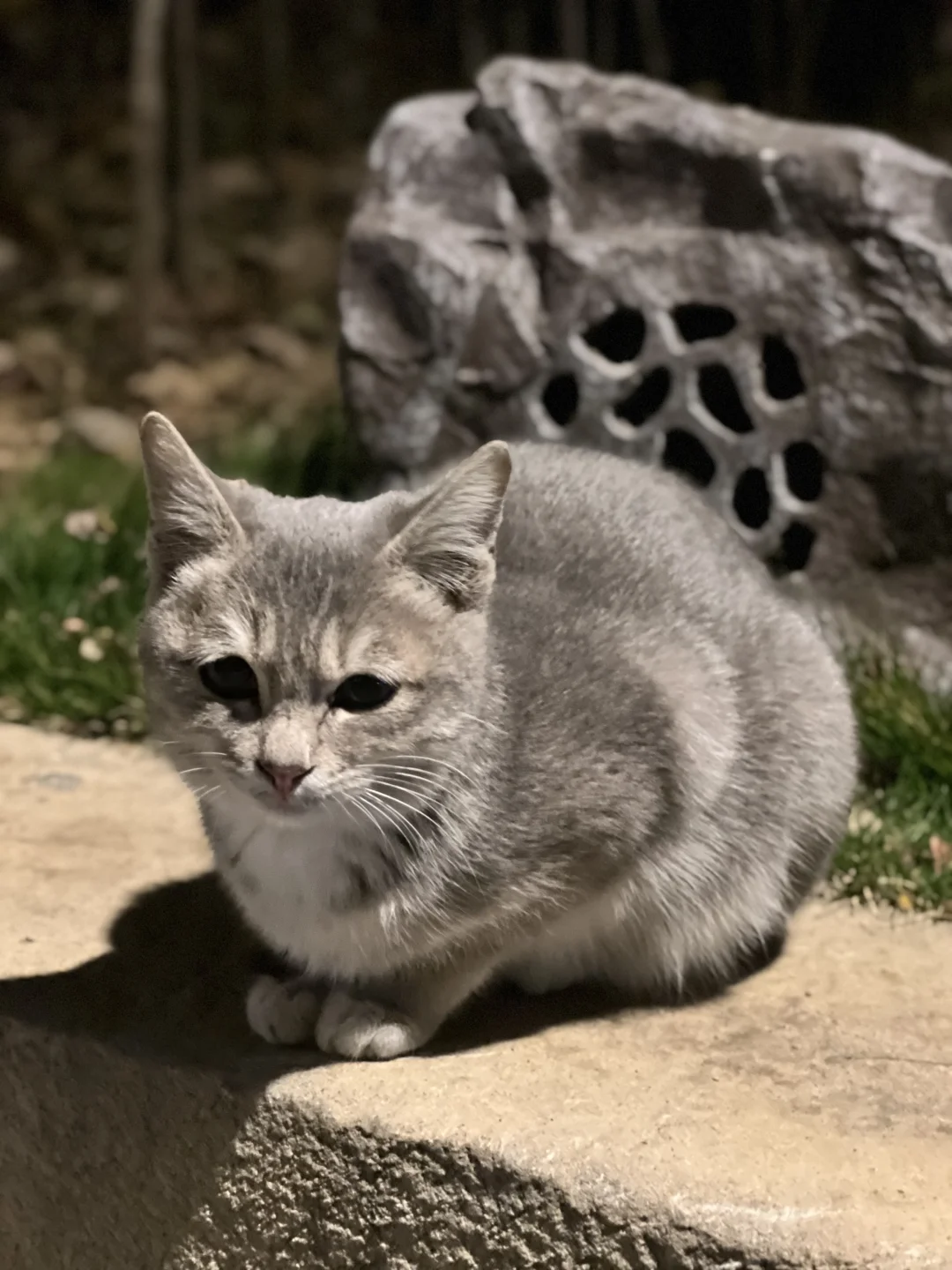 好稀有毛色的流浪猫