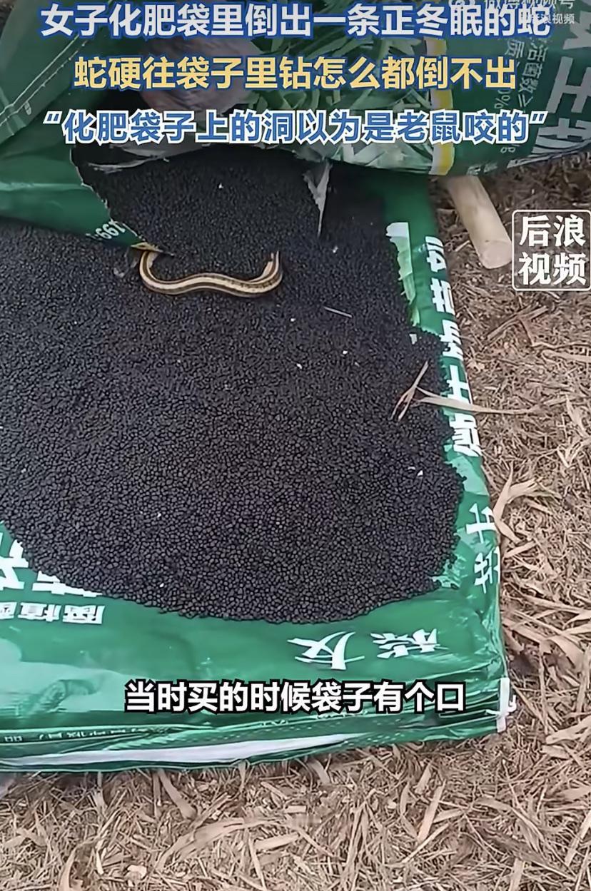 前几天河南一位大姐，准备下地撒化肥。刚撕开袋子，忽然掉出来个软乎乎的东西竟然是条