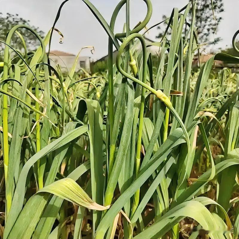 大蒜抽薹期管理攻略！4月中旬做好3点，蒜农增产增收有盼头





种大蒜的老乡