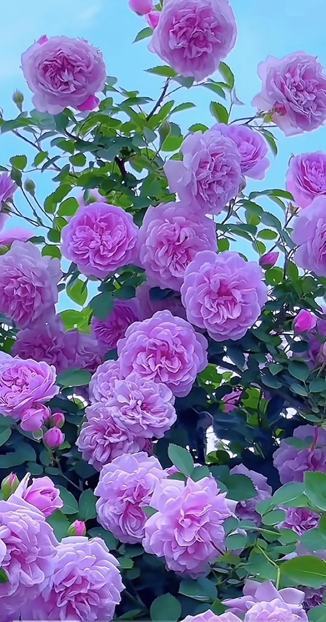 以平常心看世界，花开花落都是风景。#风景# #花美景分享# #随拍漂亮花# #秋