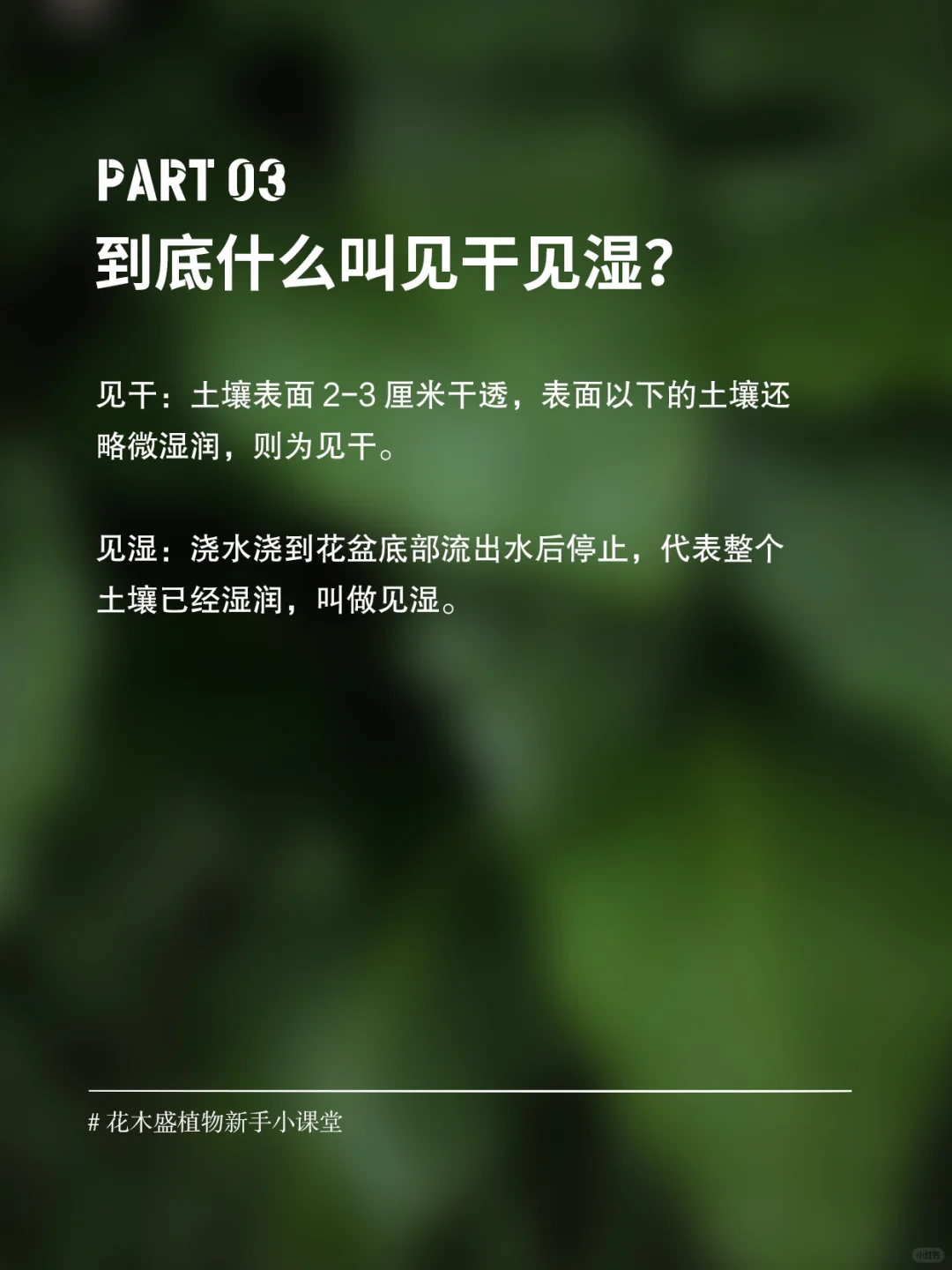 高手浇水秘诀❗什么叫见干见湿🆚干透浇透