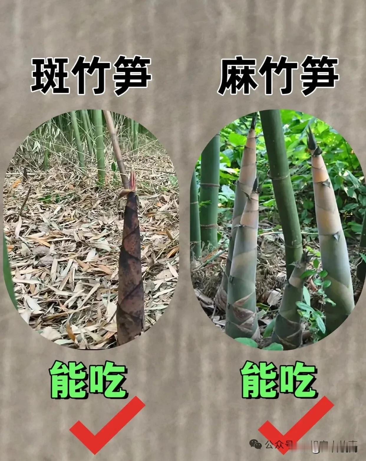 竹笋哪个能吃？一图告诉你！🍃🌿