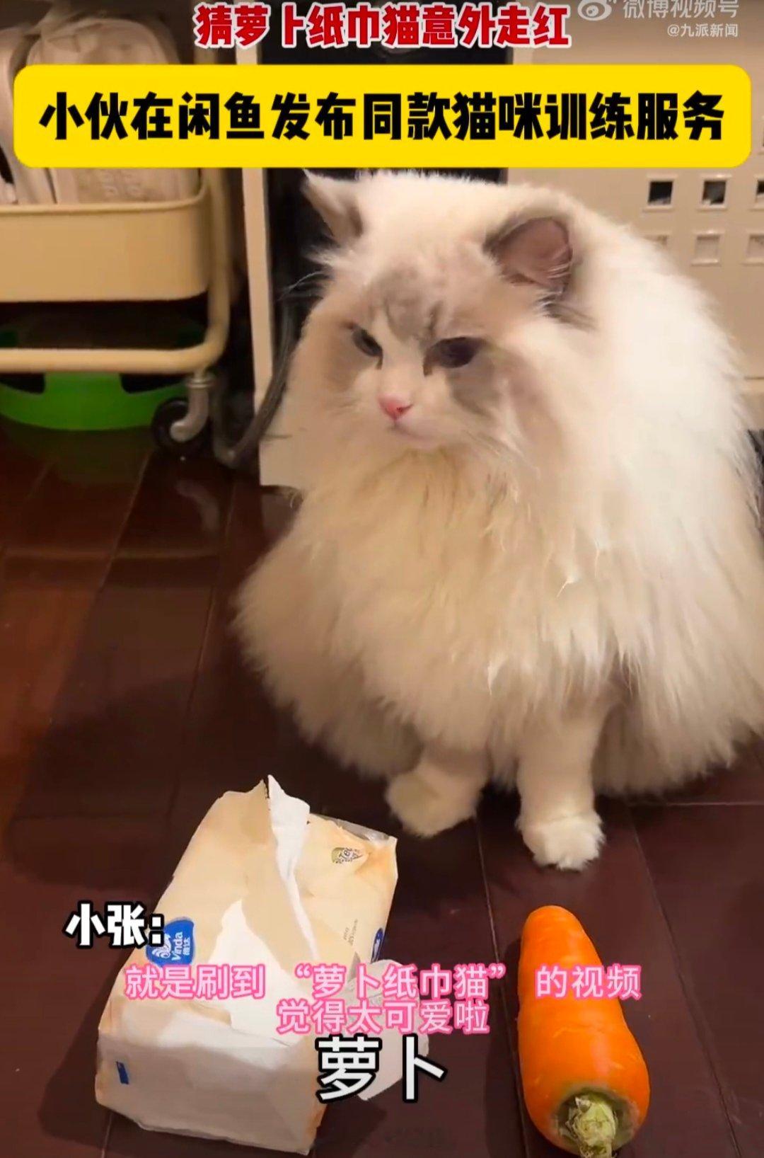 男子闲鱼挂萝卜纸巾猫训练服务 闲鱼真的是万物皆可卖，从闲置到技能，现在连“萝卜纸