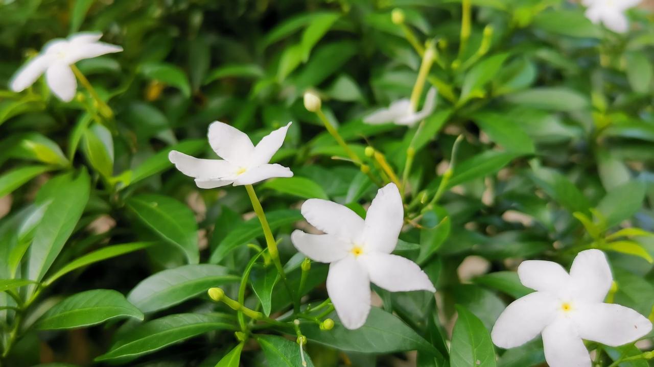 在朋友家一楼的院子里看到的小白花，说是风车茉莉，但闻起来一点都不香。仔细查阅了一
