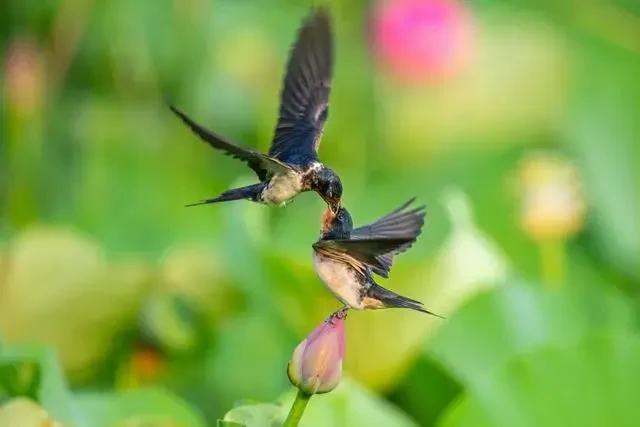 #上联：燕子衔泥筑新巢，你对下联#
燕子衔泥筑新巢，女儿回门入旧闺！