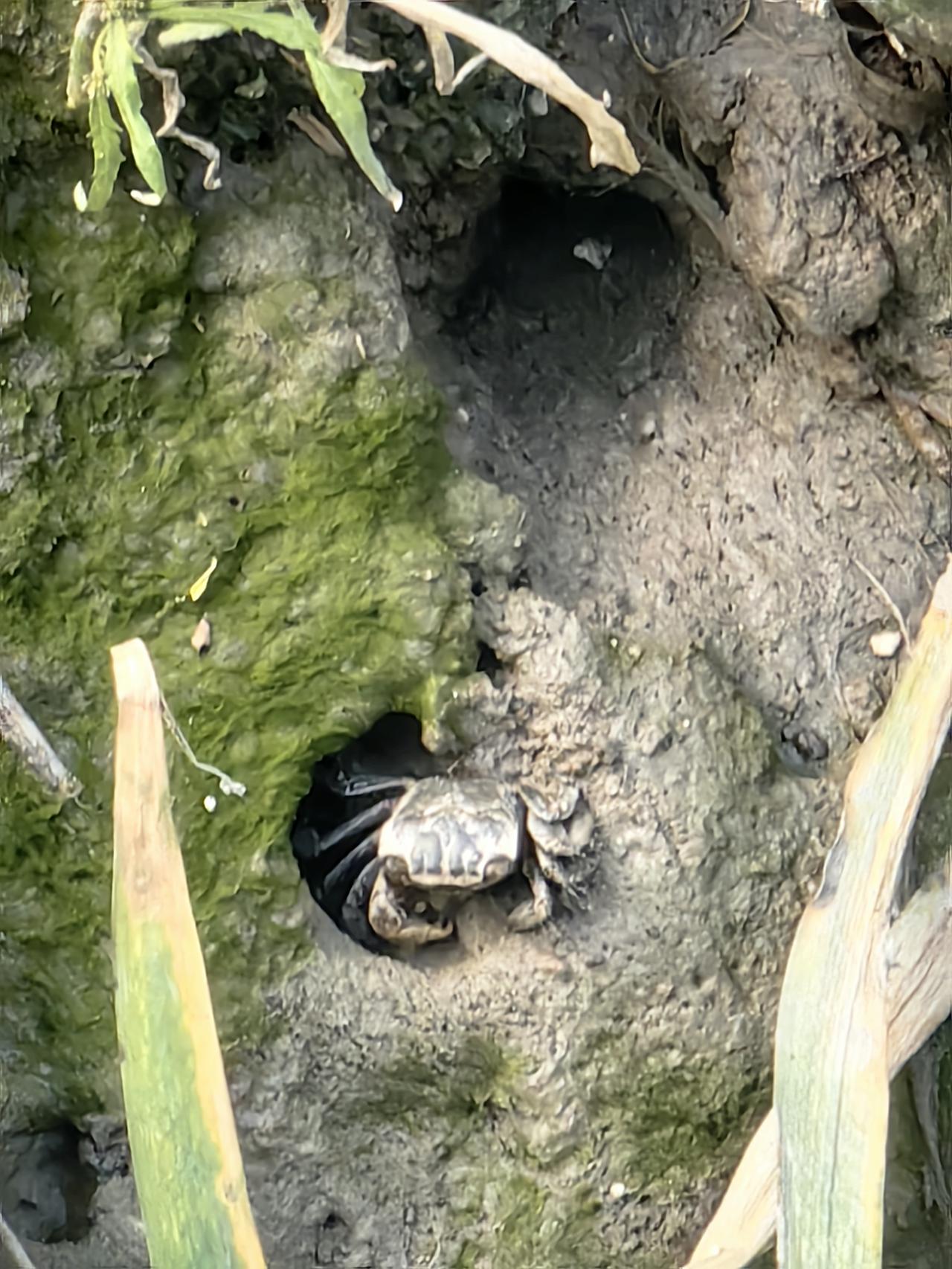 今天春申河边步道散步，居然看到了螃蟹，仔细一看才发现不知何时，岸两边密密麻麻好多